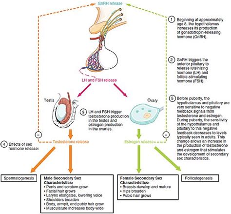 Luteinizing hormone - Wikipedia