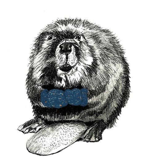 Beaver Drawing Beavers Love Blue Mittens Illustration