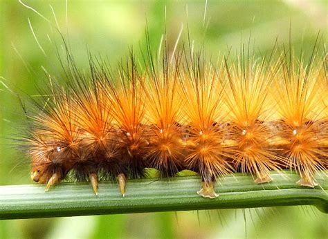 Virginia Tiger Moth Caterpillar | Project Noah