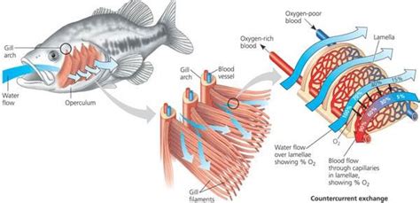 How gills work? | Facts About All