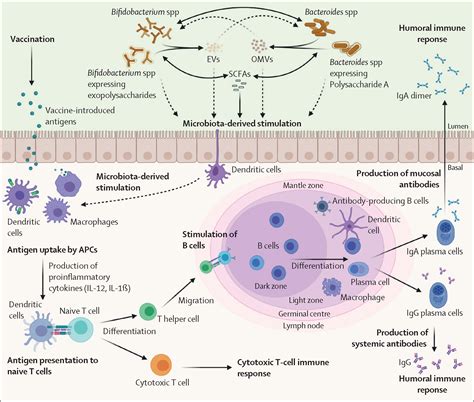 The early-life gut microbiome and vaccine efficacy - The Lancet Microbe