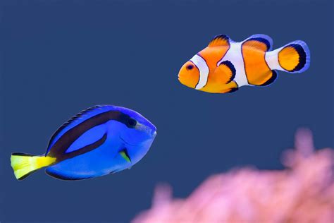 What Makes A Dory Blue Tang Fish