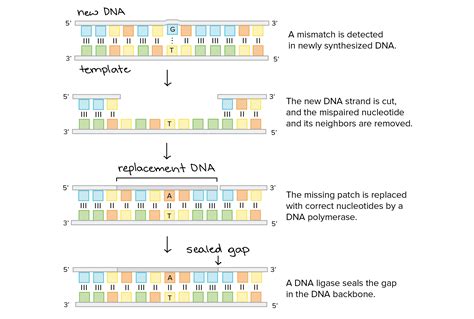 DNA proofreading and repair (article) | Khan Academy