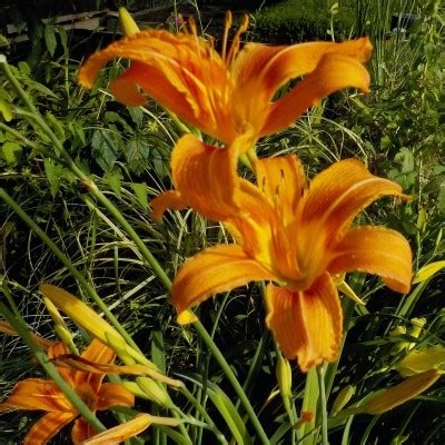 Hemerocallis fulva - Acquista online su Vivaibambù Store