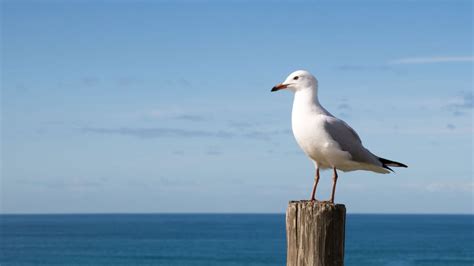 Can You Eat Seagulls and How Do They Taste?