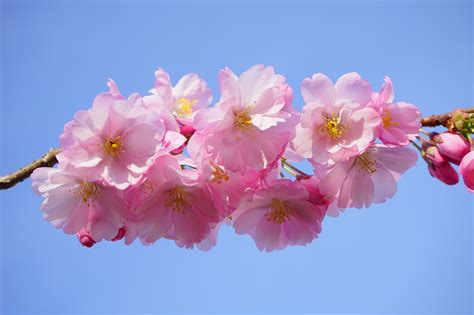 Japanese Cherry Blossoms - Free photo on Pixabay