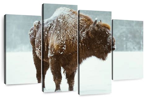 Snow Bison Wall Art | Photography