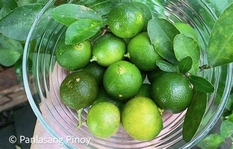 What is Calamansi? - Panlasang Pinoy