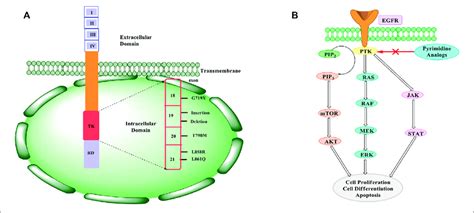 | (A) EGFR structure and mutations. EGFR consists of three domains ...