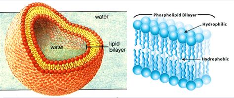 Cells | Biology crash course