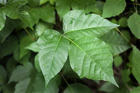 Natural Remedies for Poison Ivy - Lindsey Elmore