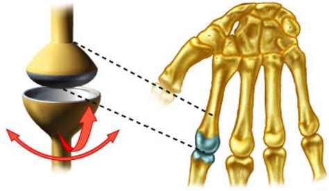 Condyloid joint (knuckle joint) : one type of synovial joint. Biaxial ...