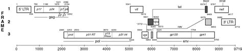 HIV and H1N1 Genome Map - Medical Science - Science Forums