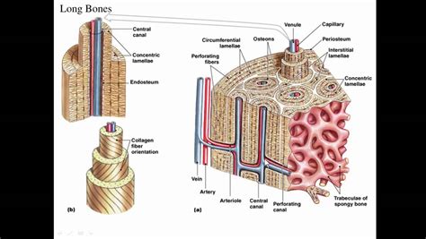 Compact Bone Diagram : The stability of a compact bone is achieved ...