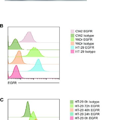 Evaluation of EGFR Expression (A and B) EGFR expression in three human ...