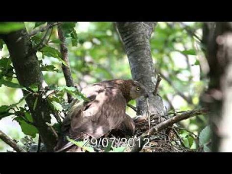 Honey Buzzards in the nest in Aspromonte - YouTube