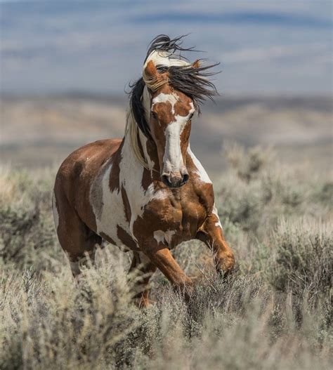 Image Cheval Mustang : Check out the gallery of photos & videos for the ...