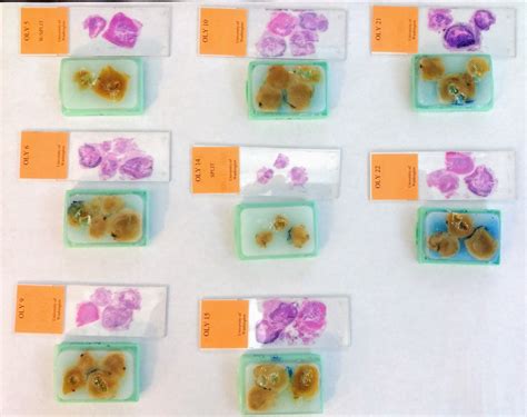 RNA Isolation – Olympia oyster gonad tissue in paraffin histology ...