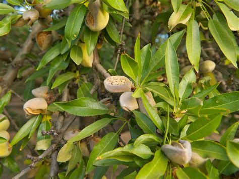 Almond Tree Self Pollinating - Diaco's Garden Nursery Melbourne