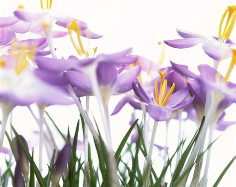 14 Beautiful Crocus Varieties to Plant