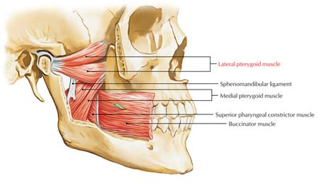 Lateral Pterygoid Muscle – Earth's Lab