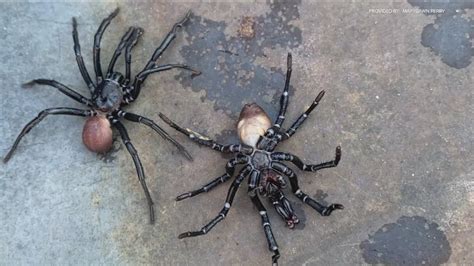 What are these ‘trapdoor spiders’ spotted around San Diego? | cbs8.com