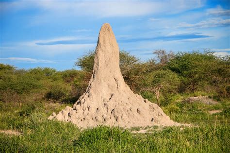 Termite Mound Africa