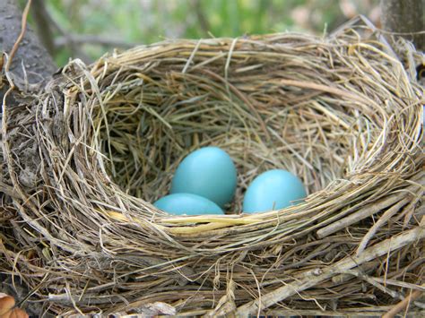 File:American Robin Nest with Eggs.jpg - Wikimedia Commons