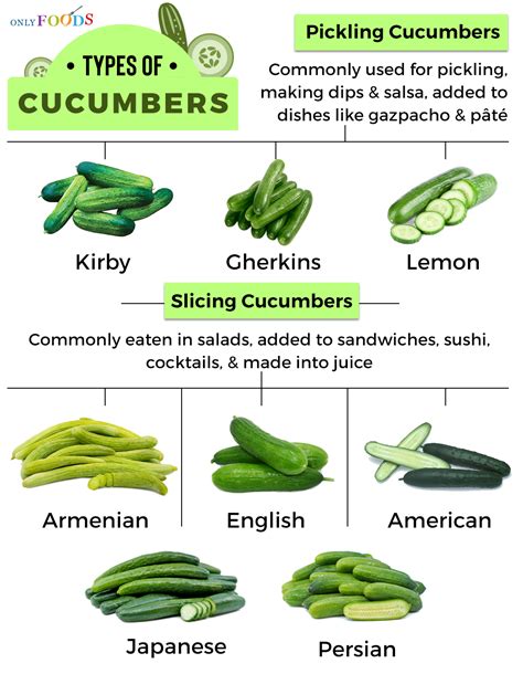 Cucumber Varieties: A Guide To Different Types And Uses - MAXIPX