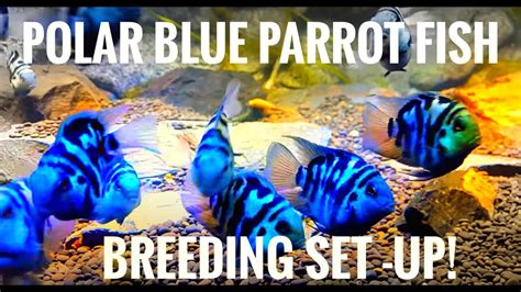 Polar blue parrot fish & Full white parrot fish breeding set up ! - YouTube