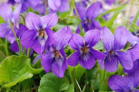 Álbum 200+ violeta viola odorata - Abzlocal.mx