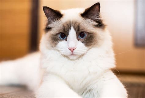 The Ragdoll Cat Breed: Personality, Care & More | Modern Cat