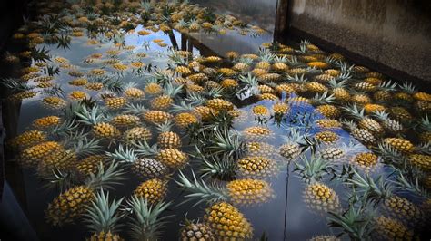 Pineapple Plantation Tour in Maui | Tastemade