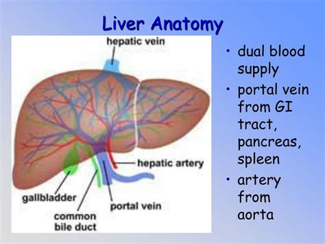 Liver Artery Anatomy