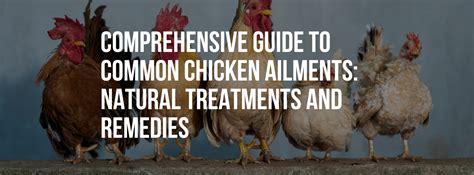 Common chicken ailments: Natural treatments and remedies — Healthy ...