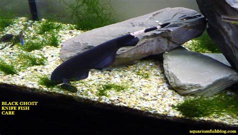 Black ghost knife fish care-Total care diet and breeding guide