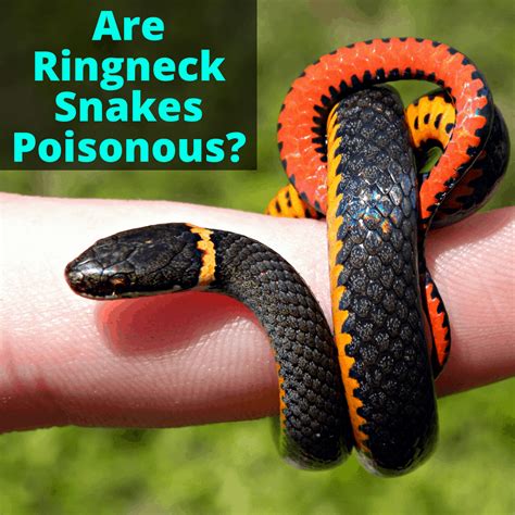 Are Ringneck Snakes Poisonous? (Plus Other Info You Need To Know) (2022)