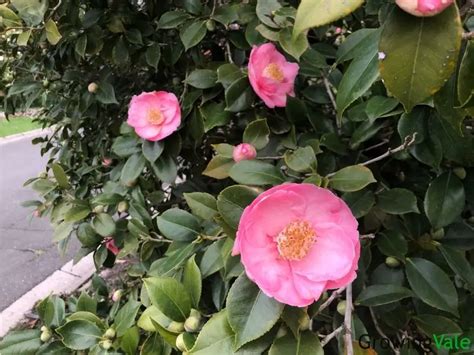 Camellia Flower Meaning, Symbolism, and Uses You Should Know - GrowingVale