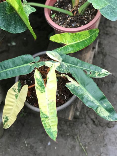 Variegated Philodendron billietiae | Plant leaves, Plants, Indoor plants