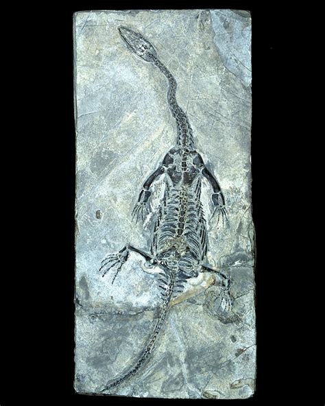 Plesiosaur Fossil Photograph by Lawrence Lawry - Pixels