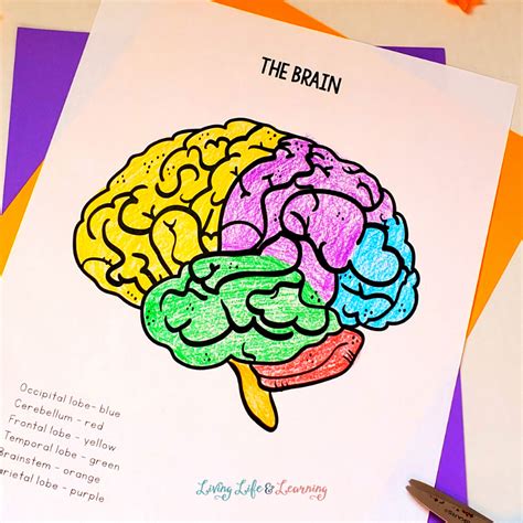 Parts of the Brain Coloring Page