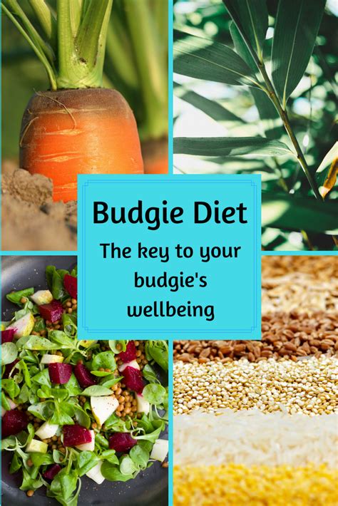 Budgie Diet – the key to your budgie's well being | Budgies, Budgie ...