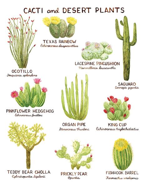 Cacti Art Print / Cactus Art / Desert Art / Southwest Art / - Etsy