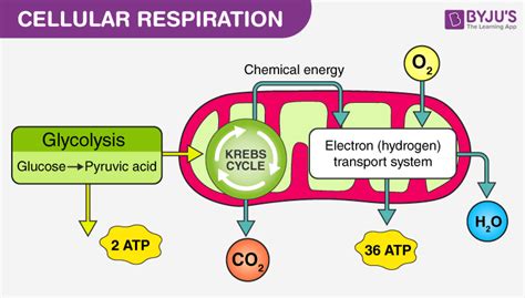 Does Light Affect Cellular Respiration?