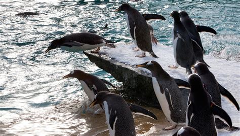 Wiinterrr's Day: Edinburgh Zoo keeper reflects on a century of penguins ...