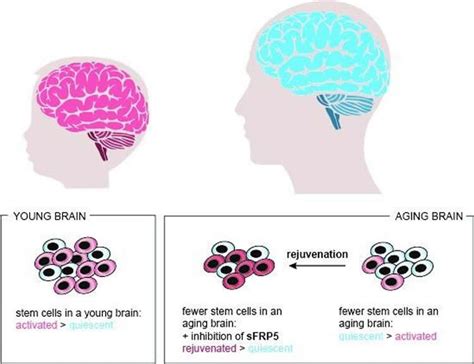 Researchers Rejuvenate Stem Cells In the Aging Brain: Mouse Study ...