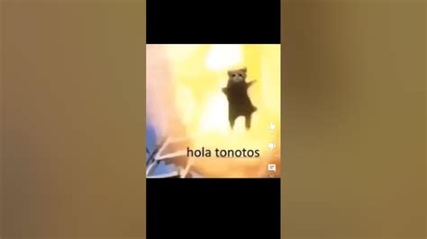 Hola tonotos #gato #tonotos - YouTube