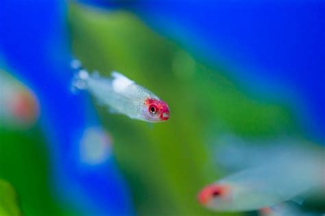 Neon Tetra Disease - Symptoms, Diagnosis, Prevention & FAQs | Hepper