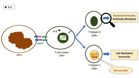 Helper T Cells Function - putihsatul