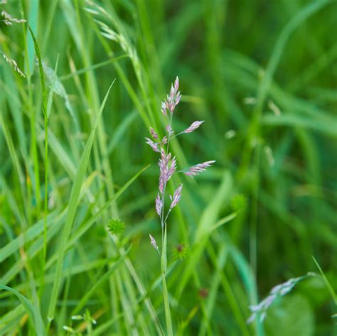 Tall Fescue (Festuca arundinacea) - Great Basin Seeds